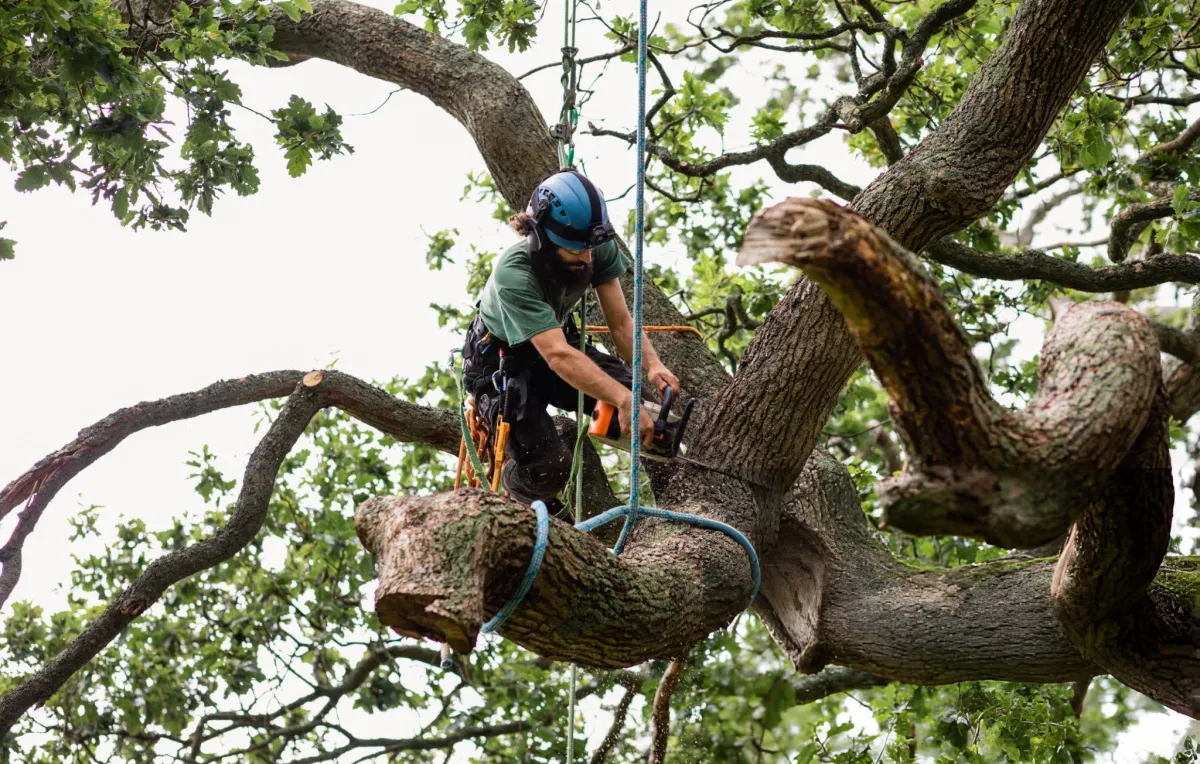 complete tree service in Amarillo, TX