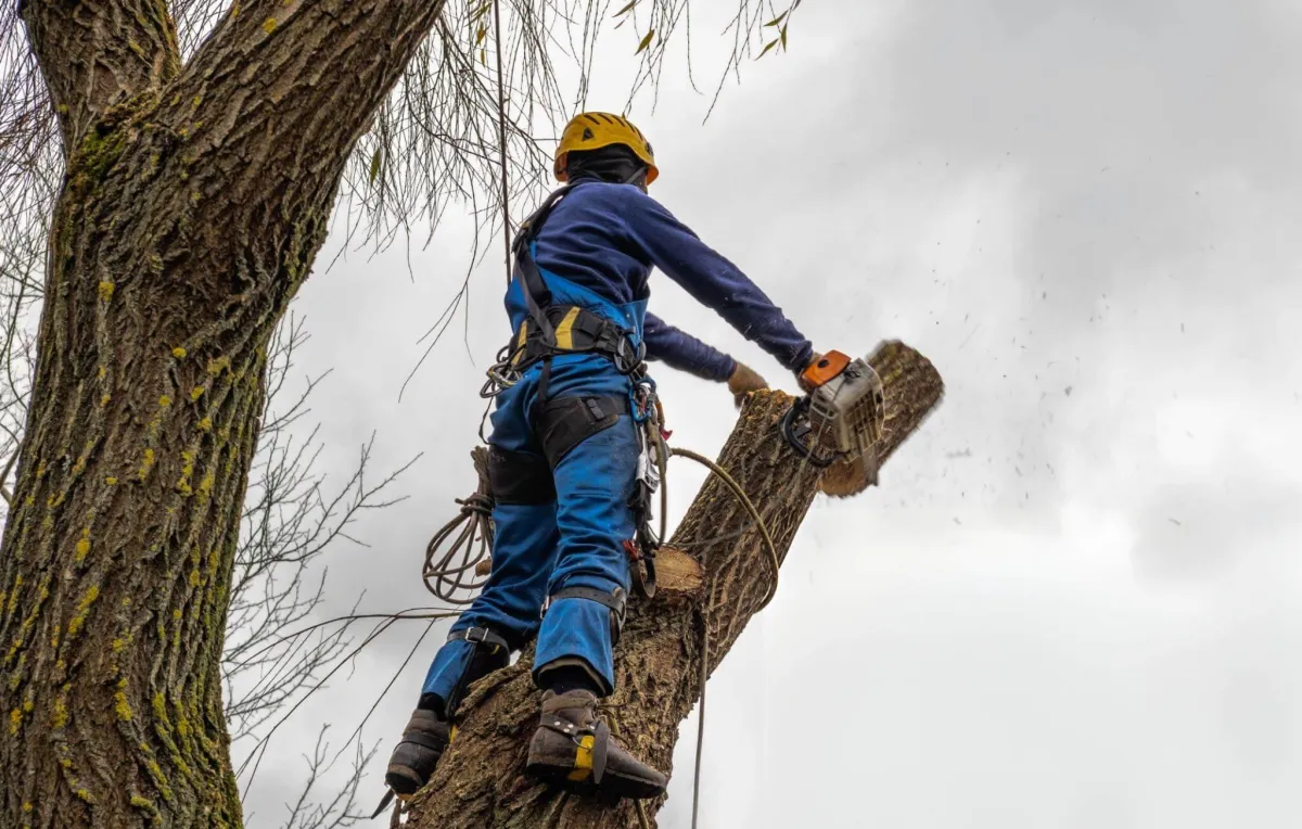 Man cutting tree down