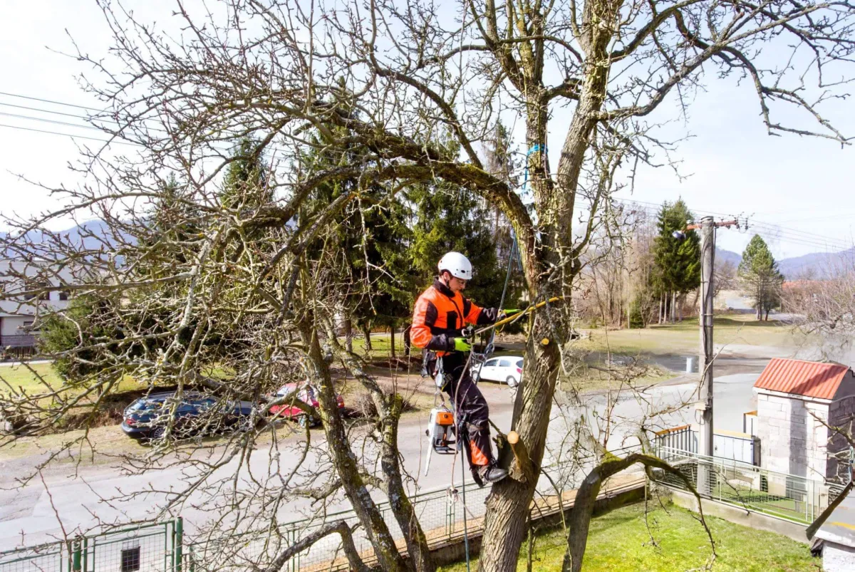 Residential Tree Services in Amarillo